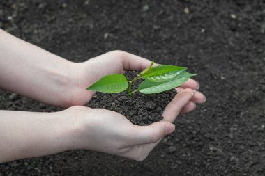 Genç bir filiz ile yeryüzünün arka planında kadın elleri.