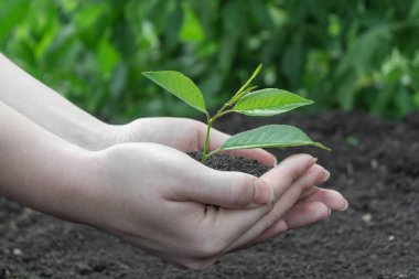 Genç bir filiz ile yeryüzünün arka planında kadın elleri.