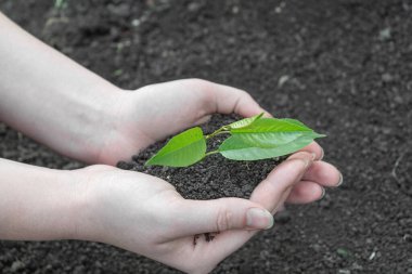 Genç bir filiz ile yeryüzünün arka planında kadın elleri.