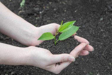 Genç bir filiz ile yeryüzünün arka planında kadın elleri.