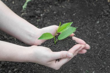 Genç bir filiz ile yeryüzünün arka planında kadın elleri.