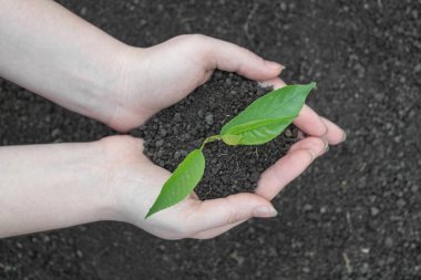 Genç bir filiz ile yeryüzünün arka planında kadın elleri.