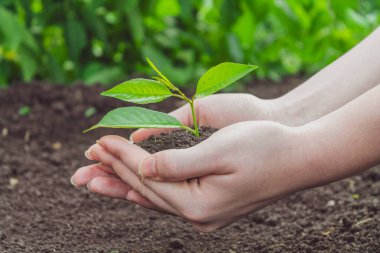 Genç bir filiz ile yeryüzünün arka planında kadın elleri.