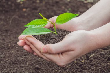 Genç bir filiz ile yeryüzünün arka planında kadın elleri.