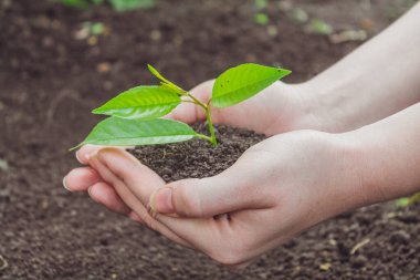 Genç bir filiz ile yeryüzünün arka planında kadın elleri.