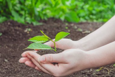 Genç bir filiz ile yeryüzünün arka planında kadın elleri.