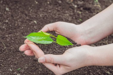 Genç bir filiz ile yeryüzünün arka planında kadın elleri.