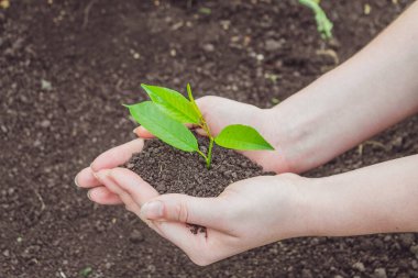 Genç bir filiz ile yeryüzünün arka planında kadın elleri.