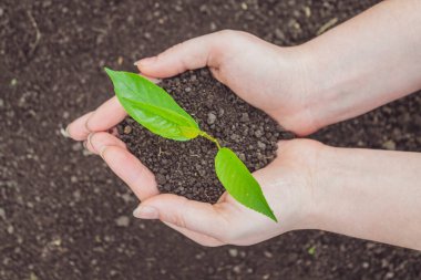 Genç bir filiz ile yeryüzünün arka planında kadın elleri.