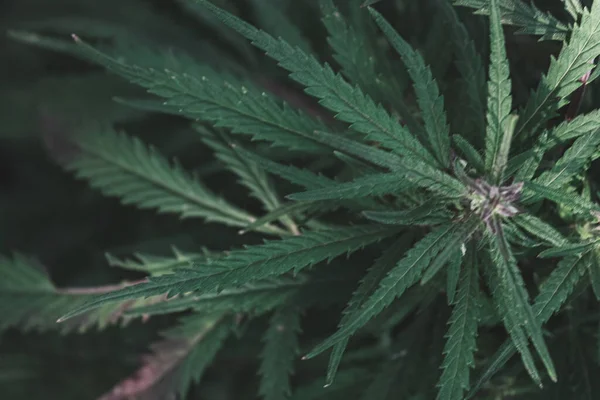 Kenevir yakın plan. Marihuana yaprakları. Bir narkotik tesisi.