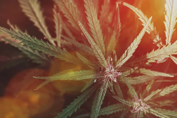 Kenevir yakın plan. Marihuana yaprakları. Bir narkotik tesisi.
