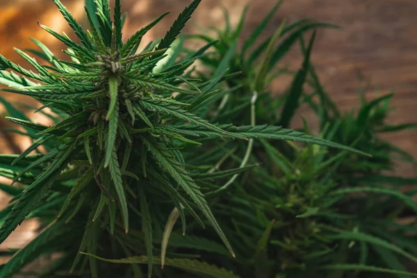 Kenevir yakın plan. Marihuana yaprakları. Bir narkotik tesisi.