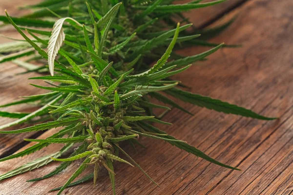Kenevir yakın plan. Marihuana yaprakları. Bir narkotik tesisi.