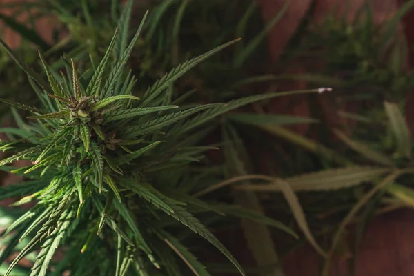 Kenevir yakın plan. Marihuana yaprakları. Bir narkotik tesisi.