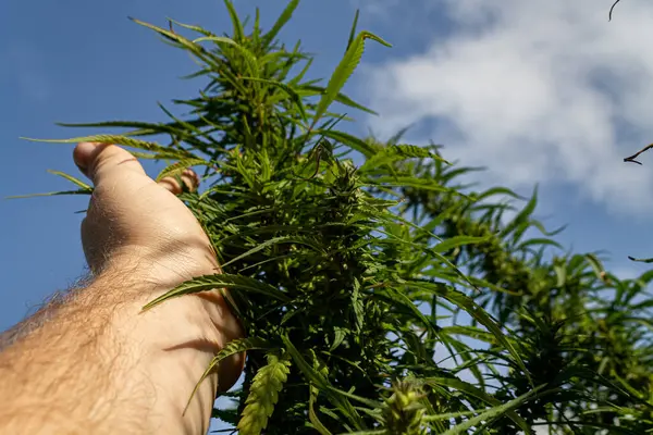 Mavi gökyüzüne karşı marihuana. kenevir, kenevir