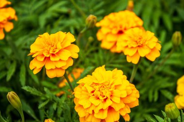 Bahçedeki güzel çiçekler. Çiçek arkaplan. Bahçe çiçekleri Çiçekler yakın plan. Seçici odak.