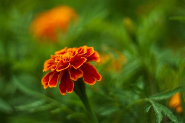 Bahçedeki güzel çiçekler. Çiçek arkaplan. Bahçe çiçekleri Çiçekler yakın plan. Seçici odak.