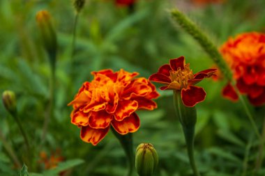 Bahçedeki güzel çiçekler. Çiçek arkaplan. Bahçe çiçekleri Çiçekler yakın plan. Seçici odak.