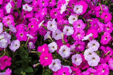 Bahçedeki güzel çiçekler. Çiçek arkaplan. Bahçe çiçekleri Çiçekler yakın plan. Seçici odak.