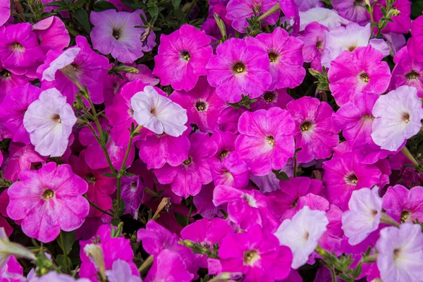 Schöne Blumen Garten Floraler Hintergrund Gartenblumen Blumen Aus Nächster Nähe — Stockfoto