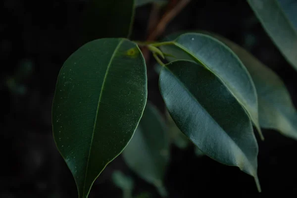 Rijk Groen Blad Achtergrond Van Bladeren Creatieve Indeling Ruimte Voor Rechtenvrije Stockafbeeldingen