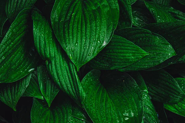 Groene Bladeren Het Regenseizoen Waterdruppels Het Weelderige Groene Gebladerte Tropisch Stockafbeelding