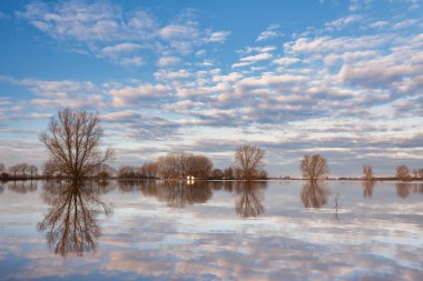Gelderland ilindeki Hollanda nehri IJssel 'in önündeki tarla sular altında kaldı