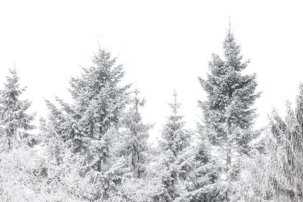 Paisaje Invernal Con Árboles Nevados Parque Nacional Holandés Veluwezoom —  Fotos de Stock