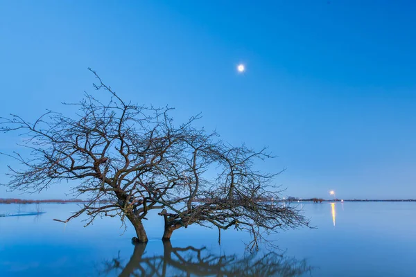 Árbol Inundado Invierno Frente Río Holandés Ijssel Provincia Güeldres — Foto de Stock