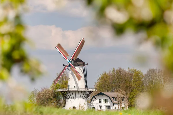 Vue Printanière Colorée Avec Des Arbres Fruitiers Florissants Moulin Vent — Photo