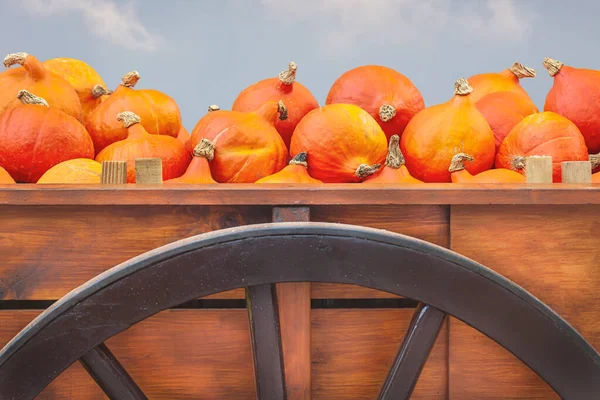 Chariot Bois Antique Automne Avec Des Citrouilles Devant Ciel Bleu — Photo