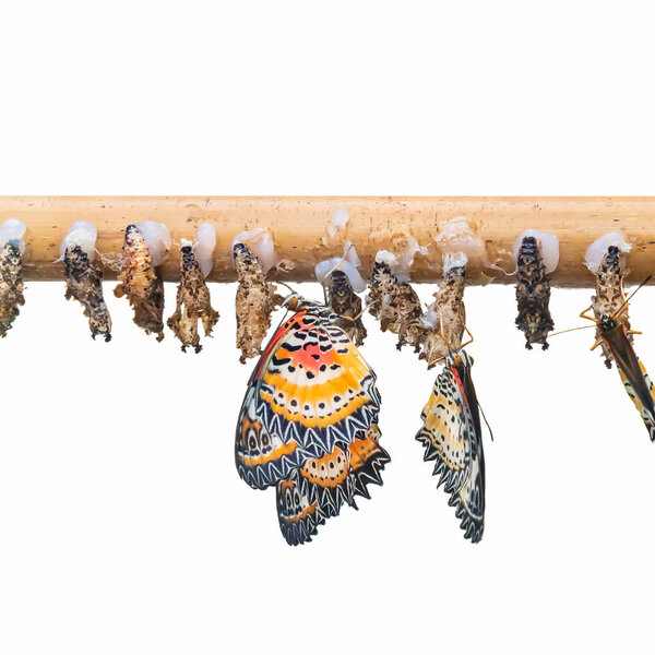 Birth of butterflies emerging from cocoons isolated on a white background