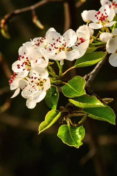 Цвітіння яблуні — стокове фото