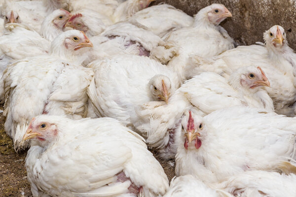 Chicken broilers. Poultry farm