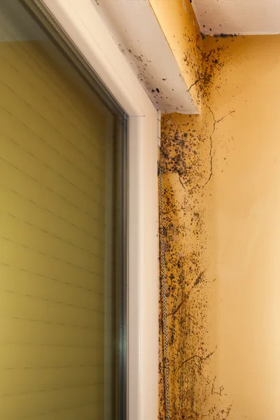 Moisture and mold -Problems in a house — Stock Image Moisture and mold -Problems in a house Stock Picture