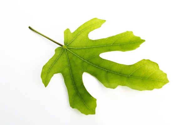 Hoja de higo sobre fondo blanco —  Fotos de Stock