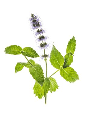 Beyaz arka planda taze nane ve çiçekler izole edilmiş.