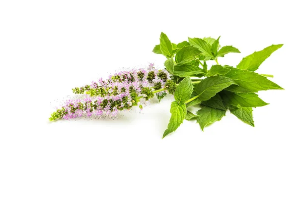 Herbal Peppermint Segar Dan Bunga Pada Latar Belakang Putih — Stok Foto