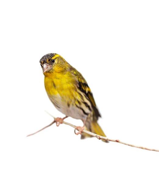 Man Eurasiska Siskin Spinus Spinus Liten Förbipasserande Fågel Finkfamiljen Fringillidae — Stockfoto