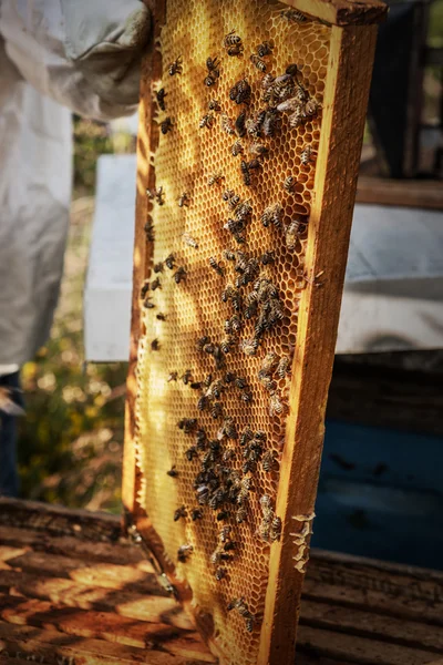Μελισσοκόμος που εργάζεται στο μελισσοκομείο του — Φωτογραφία Αρχείου