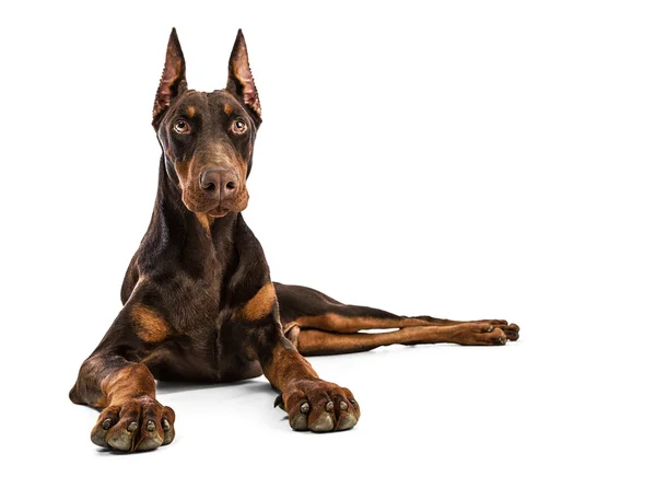 Doberman — Stok fotoğraf