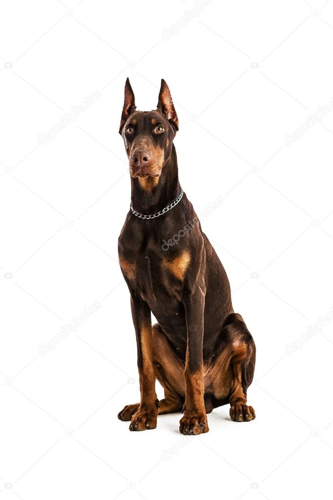 Beauceron Vs Dobermann Dogs That Look Like Dobermans Doberman