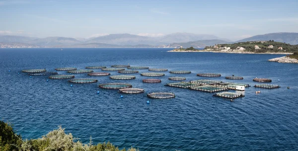 Fish Farm com gaiolas flutuantes — Fotografia de Stock