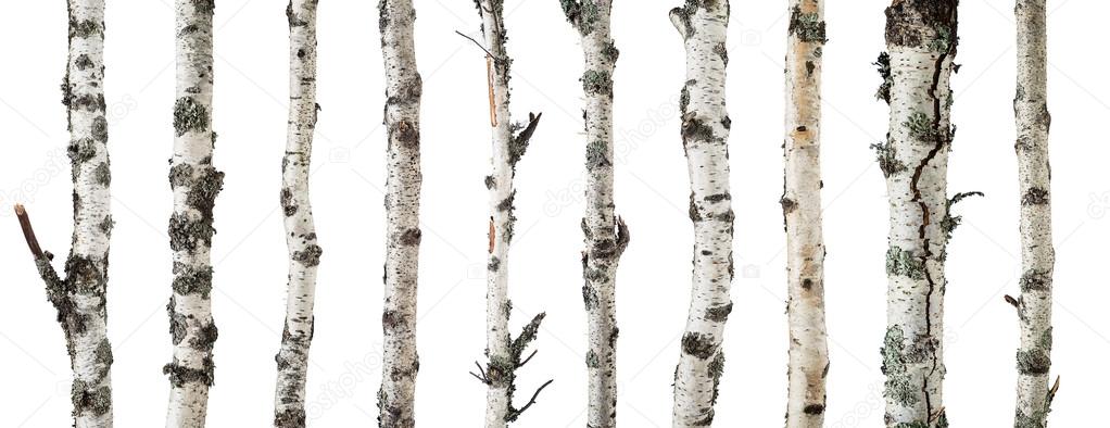 Birch trunks isolated on white background