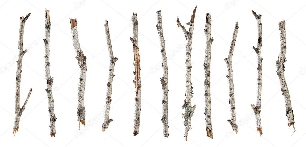 Collection dry branches birch isolated on white