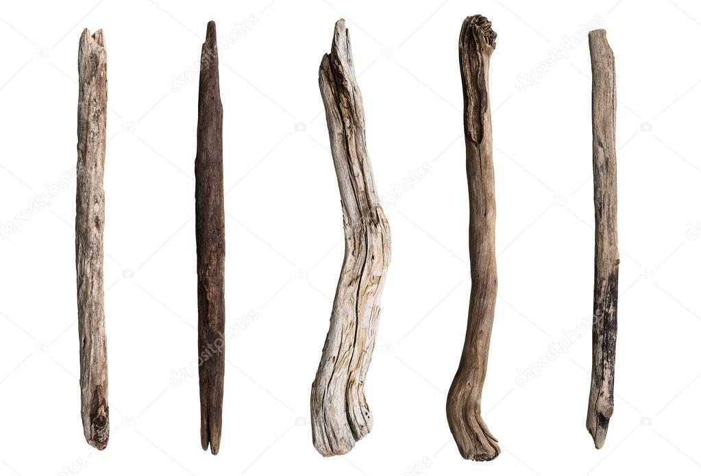 Set of dry tree branch