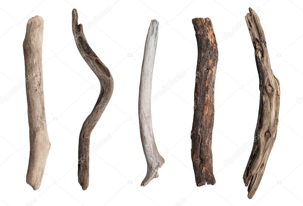 Set of dry tree branch