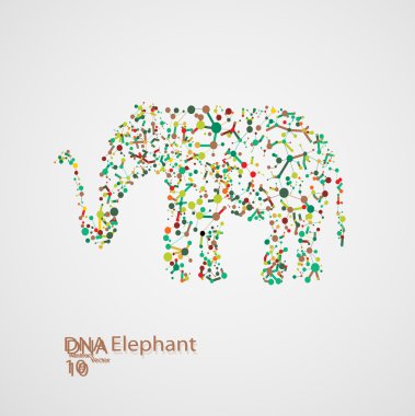 Fil şeklinde moleküler yapısı