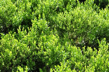 Yaban mersini çalı ormanda