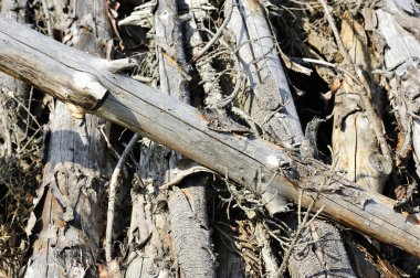 Eski Kuru orman kırık